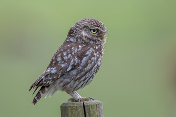 Little Owl Perched