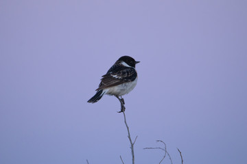 The black-headed coinage sits beautifully on a branch. Minimalistic portrait of a bird.