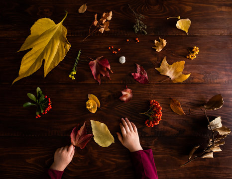 Collection of fall autumn leaves on wooden table with child's hands