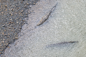 Crocodiles resting at the riverbank in Costa Rica wildlife caiman