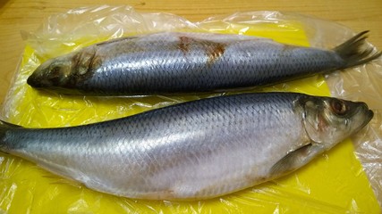 Two salted herring fish lie on the table for butchering and cooking a delicious dish. Clupea harengus. Concept of supply and sale of quality fresh seafood and problem of rising food and seafood price.