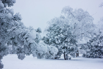 Winter background - black aand white snowy forest