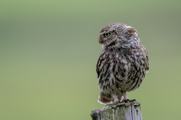 Little Owl Perched