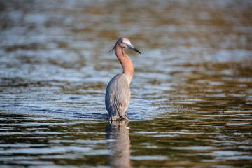Little Blue Heron Portrait