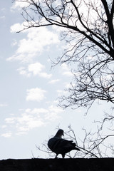 Silhouette of birds standing on a wall 