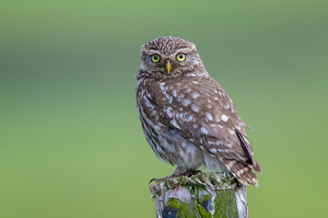 Little Owl Perched