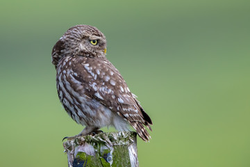 Little Owl Perched