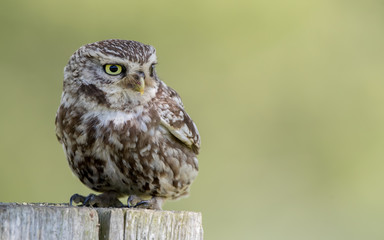 Little Owl Perched