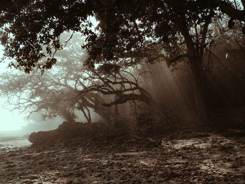 Fog in the forest