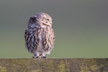 Little Owl Perched