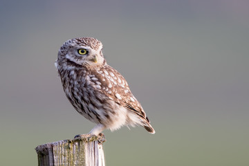 Little Owl Perched
