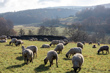 Fototapeta premium herd of sheeps in Germany - Taunus