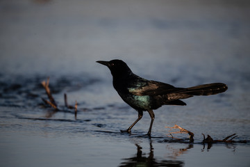 Grackle in water