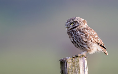 Little Owl Perched