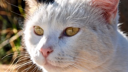Gato blanco
