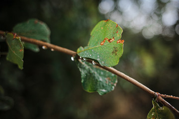 Naklejka premium Beautiful ackground with a branch after the rain, selective focus.