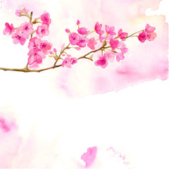 Pink background with watercolor branch of cherry blossom. Vector illustration of sakura.