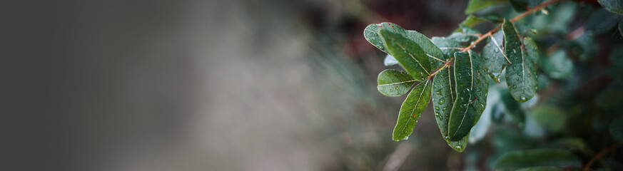 Beautiful background with a lush branch after the rain, banner format, place for text, selective focus