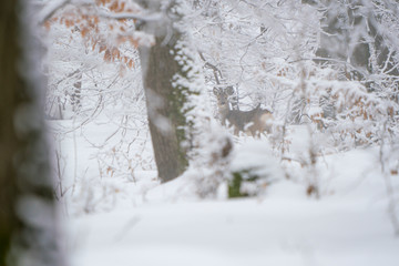Winter landscape of a roe deer in the forest