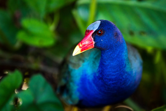 Purple Gallinule (Porphyrio Martinicus), a type of Swamphen at Boca Tapada