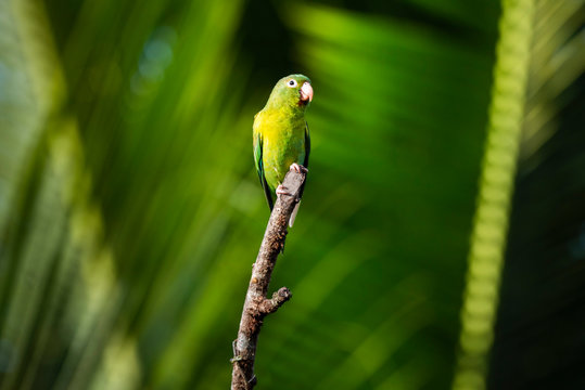 Orange Chinned Parakeet (Brotogeris Jugularis), Boca Tapada