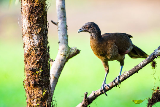 Gray-headed Chachalaca (Ortalis cinereiceps), Boca Tapada