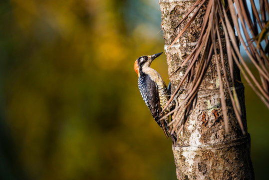 Black cheeked Woodpecker (Melanerpes Pucherani), Boca Tapada