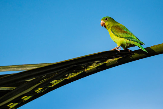 Orange chinned Parakeet (Brotogeris Jugularis), Boca Tapada