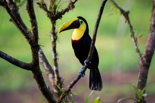 Chestnut-mandibled Toucan (Swainsons Toucan) (Ramphastos ambiguus swainsonii), Boca Tapada