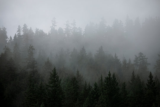 Fog rises out of a forested hillside on a summer morning in Canada.