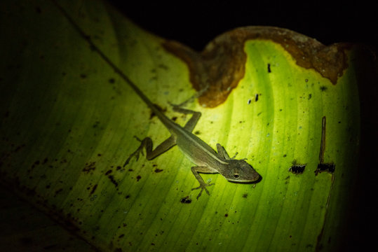 Slender Anole Lizard (Anolis fuscoauratus) (Brown Eared Anole), Boca Tapada