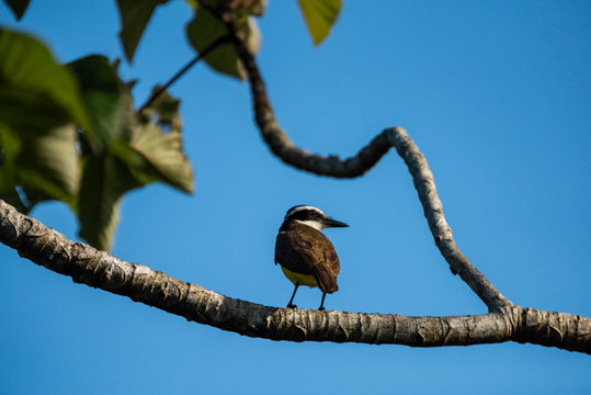 Great Kiskadee (Pitangus sulphuratus), Boca Tapada