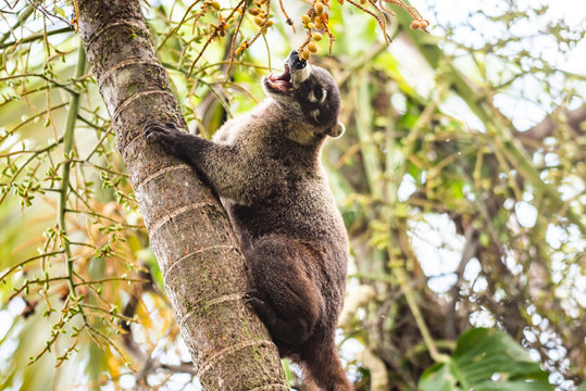 Coati (Nasua Nasua) (Coatimundis), Boca Tapada