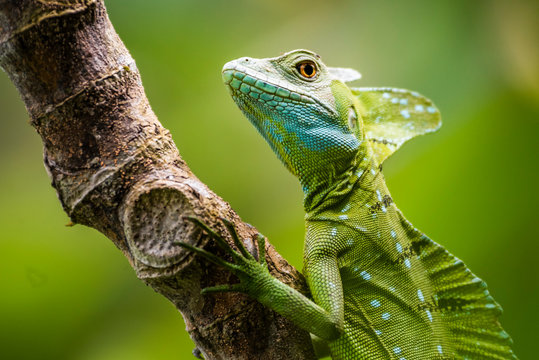 Green Plumed Basilisk Lizard (Basiliscus plumifrons), Boca Tapada