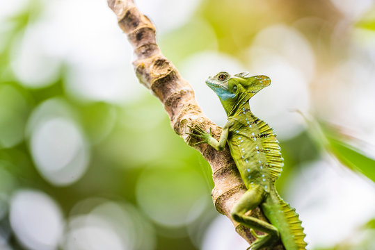 Green Plumed Basilisk Lizard (Basiliscus plumifrons), Boca Tapada