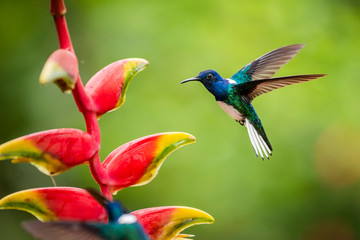 White-necked Jacobin (Florisuga mellivora) (Collared Hummingbird), Boca Tapada