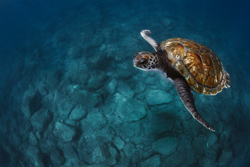 Close-up of sea turtles swimming underwater