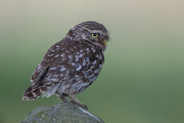Little Owl Perched