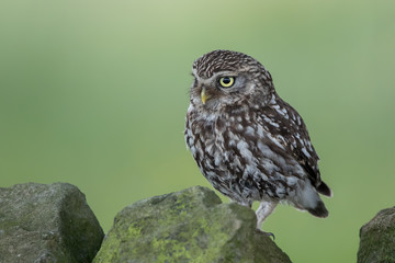 Little Owl Perched