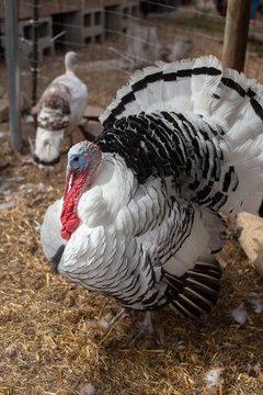 Turkey Tom strutting in front of turkey hens