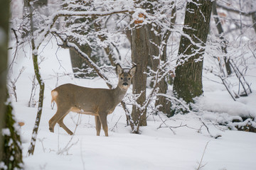 Winter landscape of a roe deer in the forest