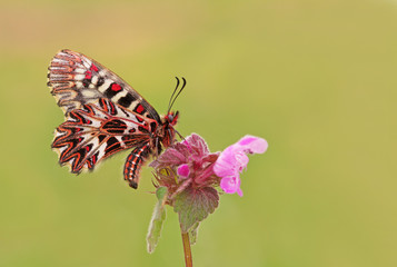 Southern scallop butterfly; Zerynthia polyxena
