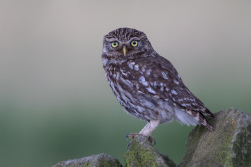Little Owl Perched
