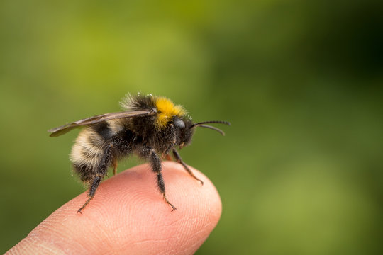 Bombus norvegicus, a species of cuckoo bumblebee, male insect sitting on a human finger