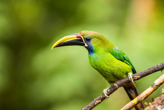 Emerald Toucanet (Aulacorhynchus prasinus), San Gerardo de Dota