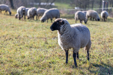 Fototapeta premium herd of sheeps eating on a pasturage
