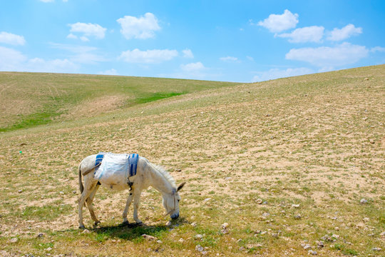 Bedouin horse grazes in Ar Rawlin village, near Arab ar Rashaydah, West Bank, Palestine