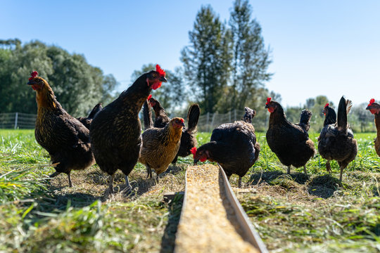 Organic free range real chickens nibbling on the feed