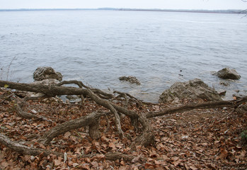 Tree roots on the river Bank in autumn in yellow foliage