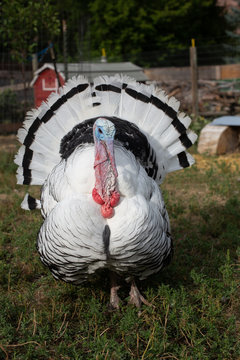 Straight on view of turkey tom with feathers spread out